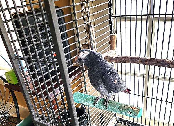 grey-bird-for-sale