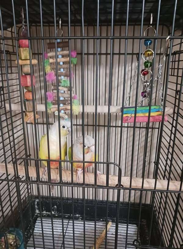 conure-for-sale