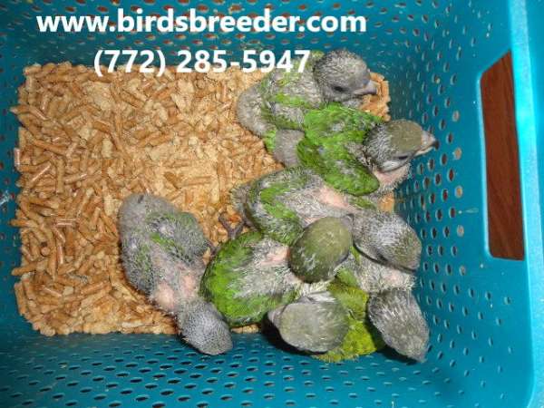 poicephalus-parrots-for-sale