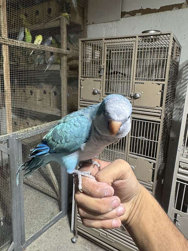 quaker-parrots-for-sale