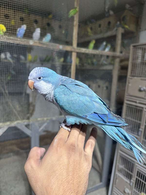 quaker-parrots-for-sale-in-stafford-va