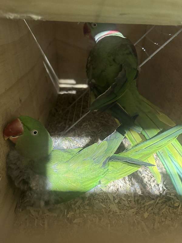 ringneck-parakeet-for-sale