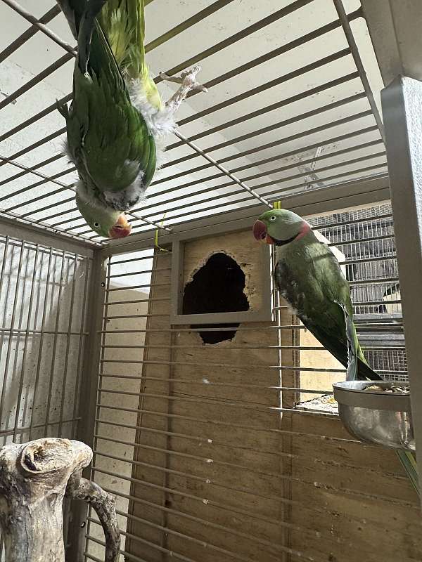 ringneck-parakeet-for-sale-in-stafford-va