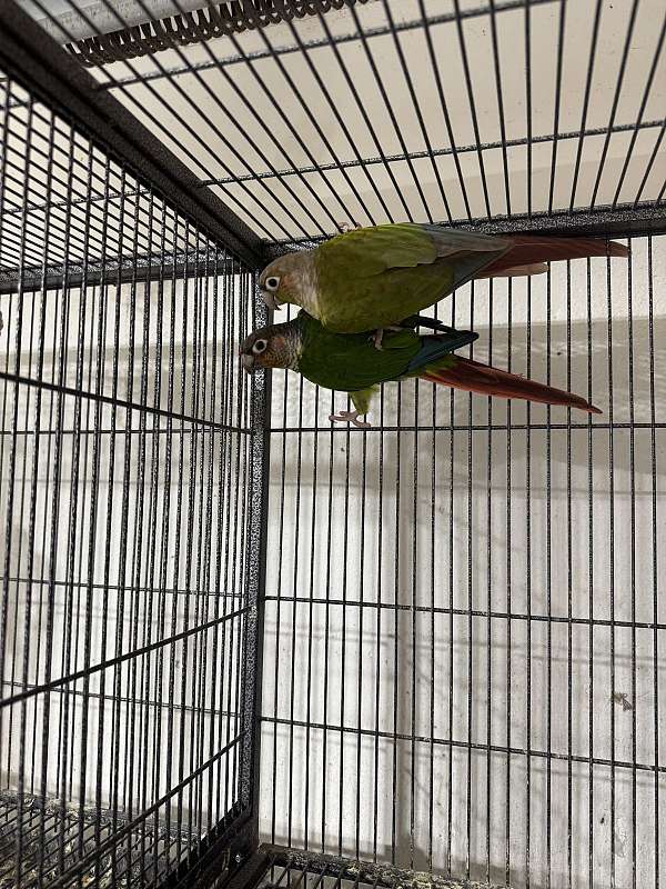 green-cheek-conure-for-sale