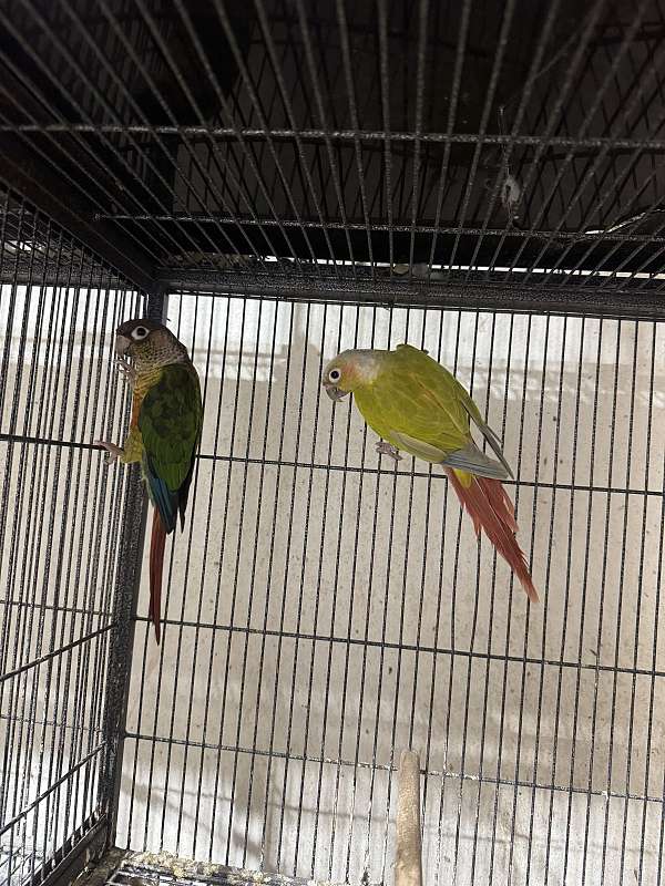 green-cheek-conure-for-sale-in-stafford-va