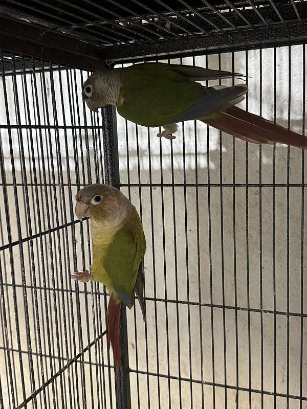 adult-green-cheek-conure-for-sale