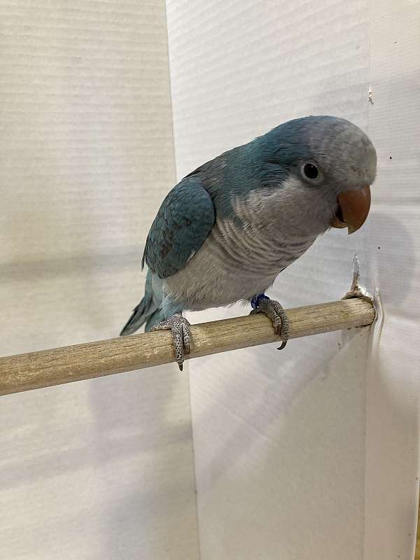 quaker-parrots-for-sale