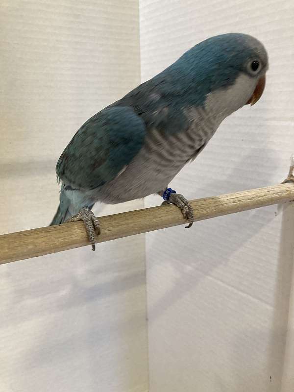 blue-bird-for-sale