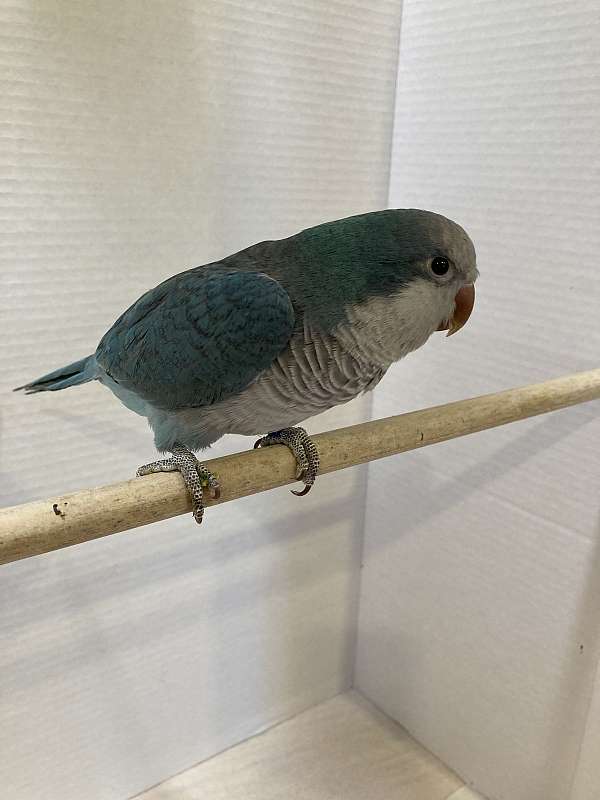 blue-quaker-parrots-for-sale