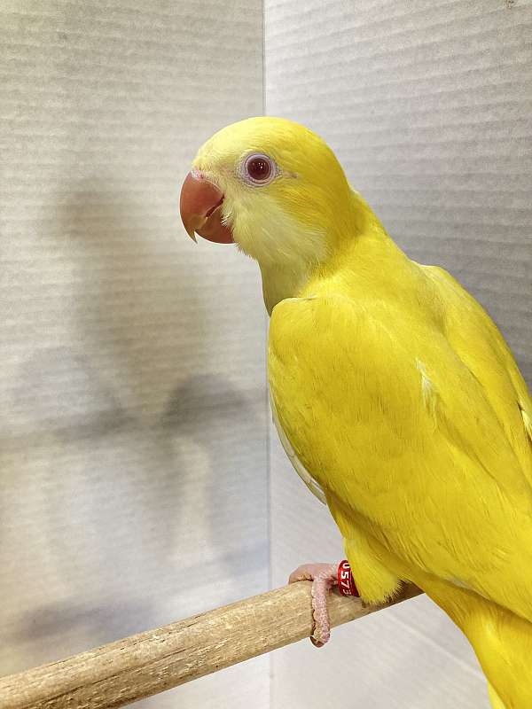 quaker-parrots-for-sale