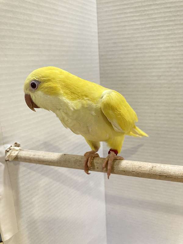 yellow-quaker-parrots-for-sale