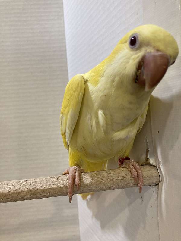 yellow-bird-for-sale