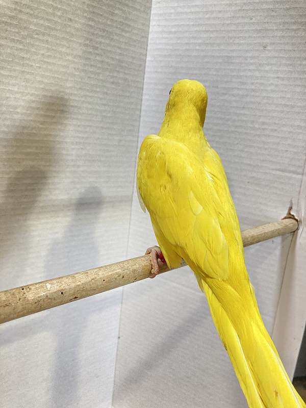 yellow-bird-for-sale-in-sedalia-mo