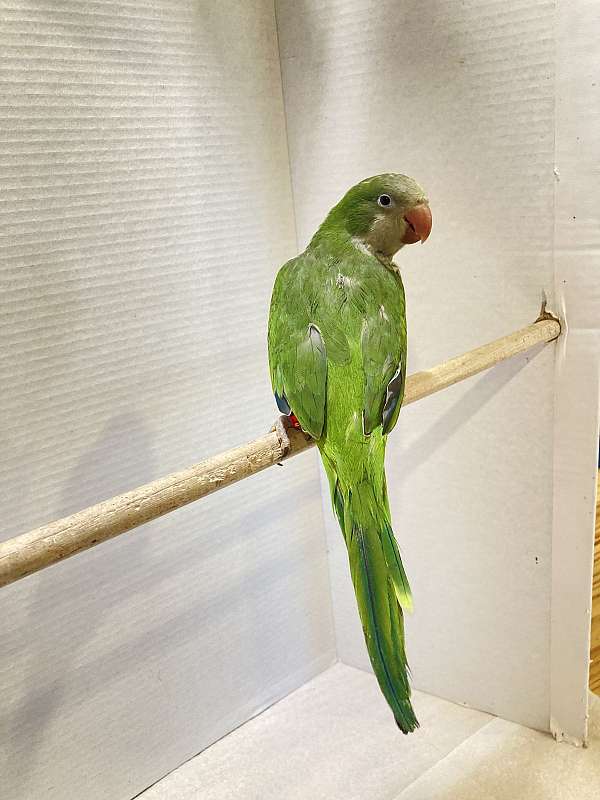 green-yellow-bird-for-sale-in-sedalia-mo