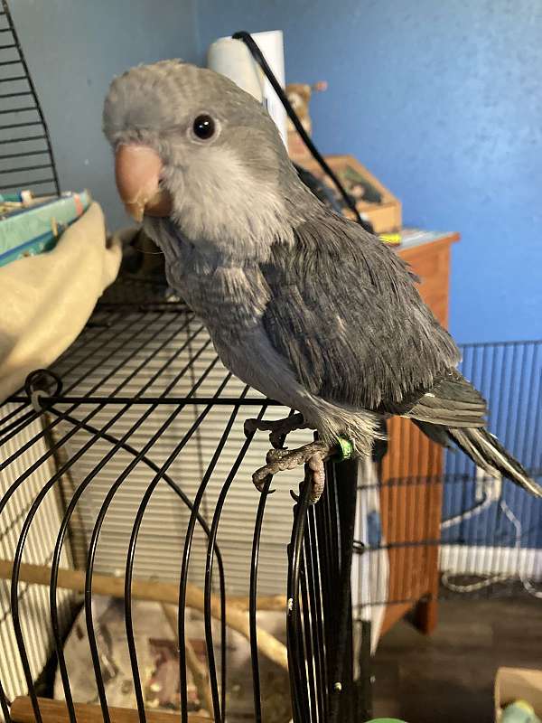 cobalt-grey-bird-for-sale-in-sedalia-mo