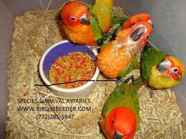 sun-conure-for-sale