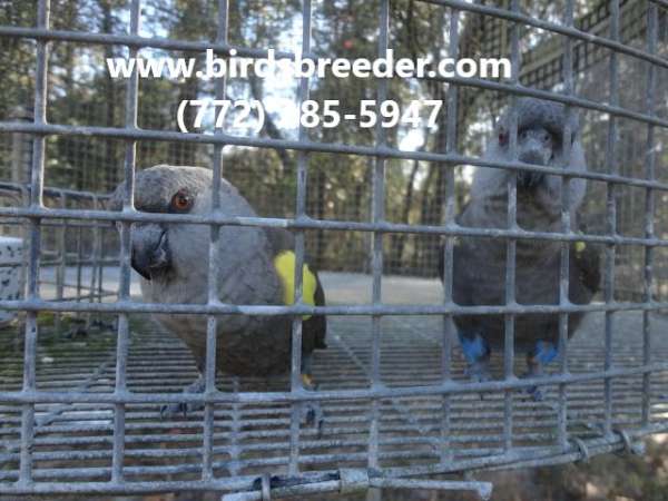 poicephalus-parrots-for-sale