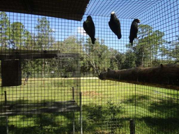 white-capped-pionus-parrots-for-sale-in-bronson-fl