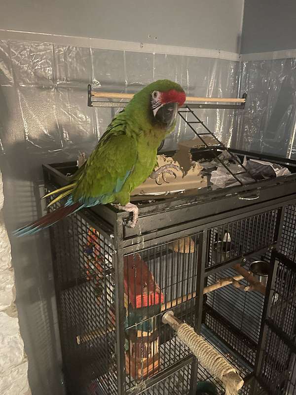 military-macaw-for-sale-in-jonesboro-ar