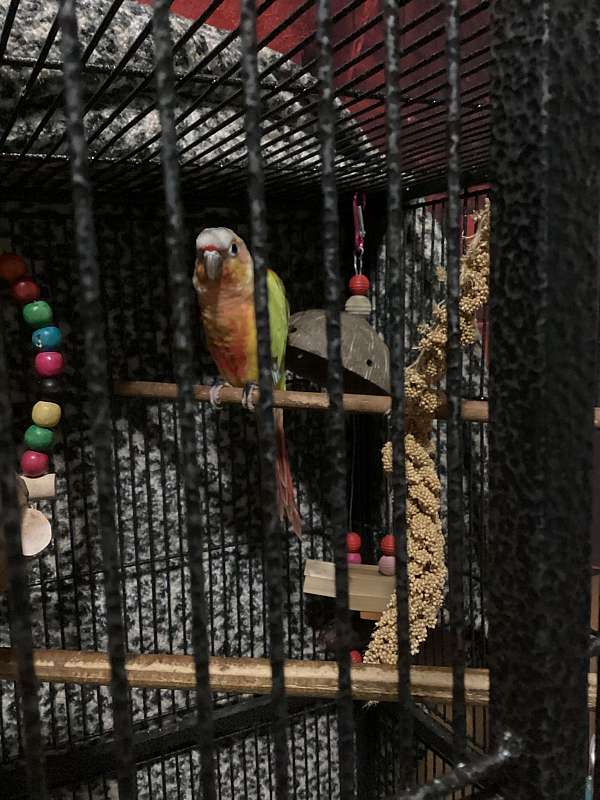 sun-conure-for-sale-in-cedartown-ga