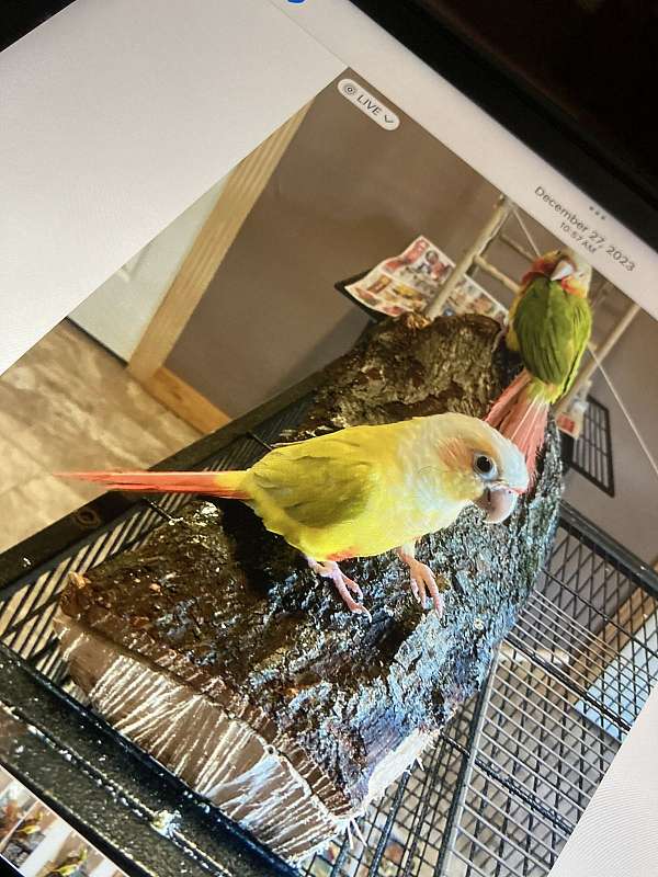 sun-conure-for-sale-in-cedartown-ga