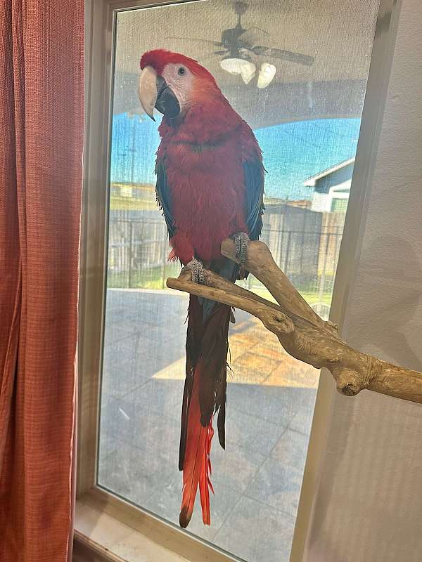 scarlet-macaw-for-sale