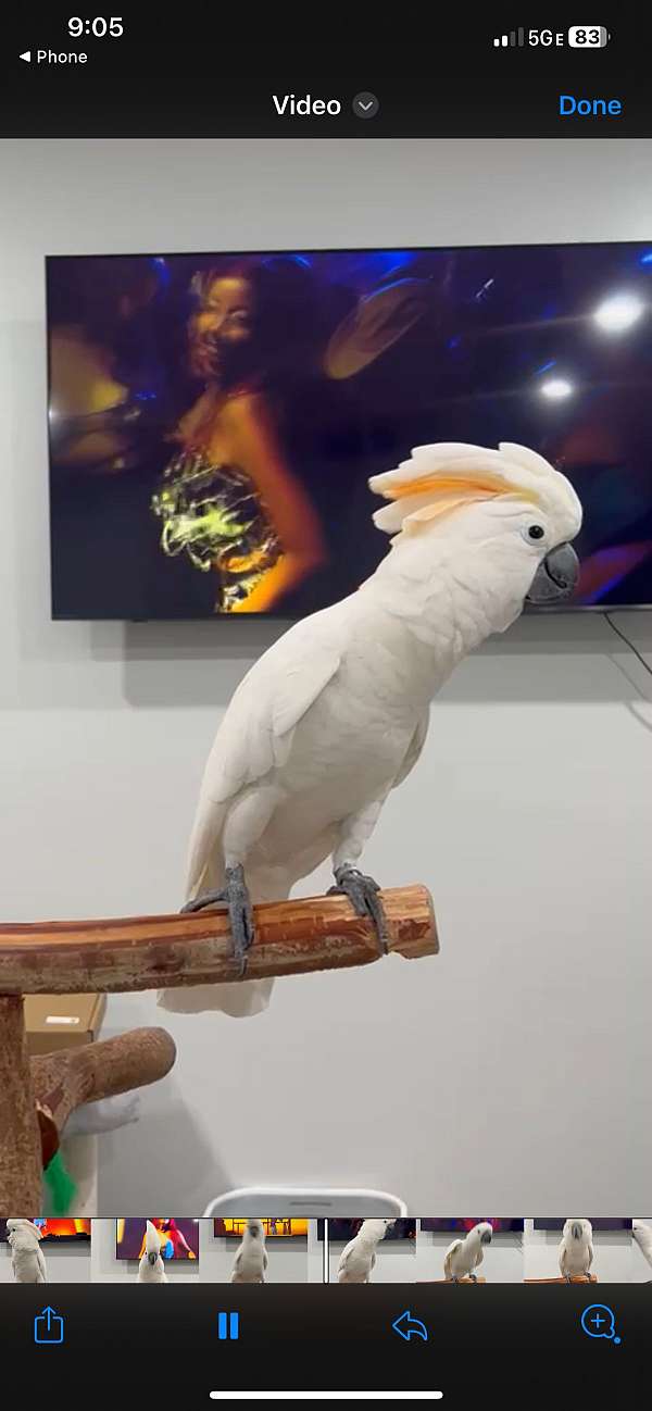 cockatoo-for-sale