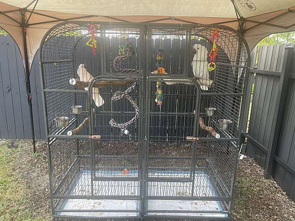 cockatoo-for-sale-in-florida