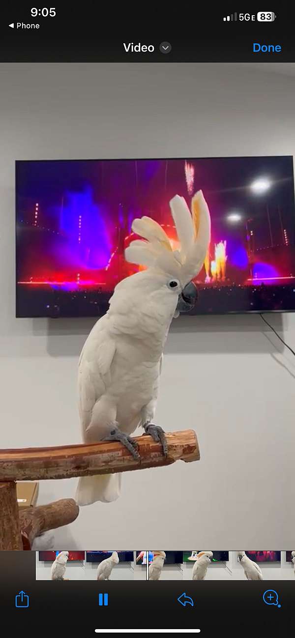 adult-cockatoo-for-sale