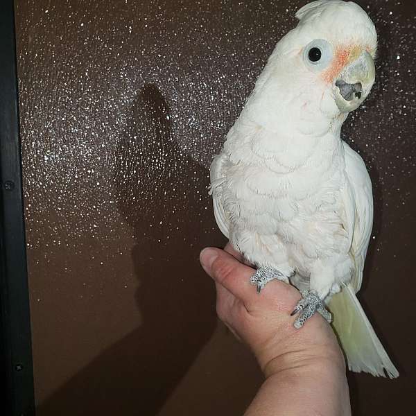 goffin-cockatoo-for-sale