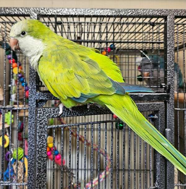 green-opaline-bird-for-sale-in-lancaster-oh