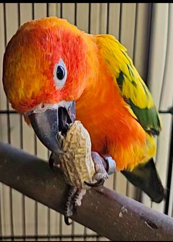 conure-for-sale-in-lancaster-oh