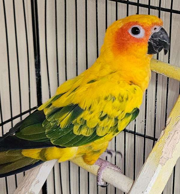 conure-sun-conure-for-sale-in-lancaster-oh