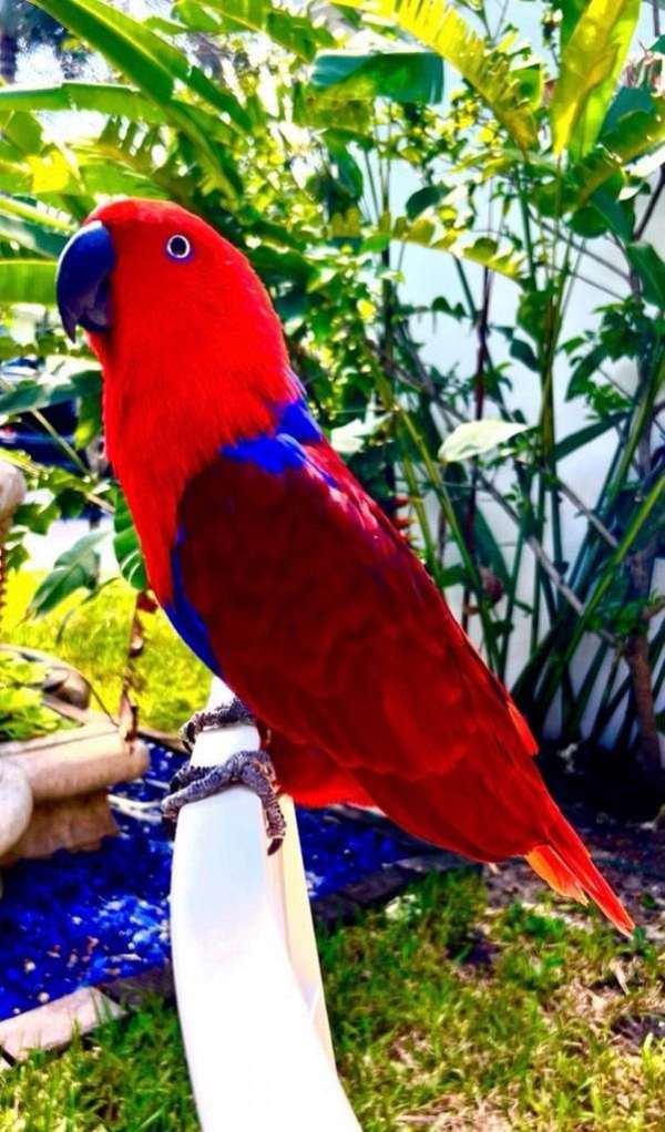 eclectus-parrots-for-sale-in-miami-shores-fl