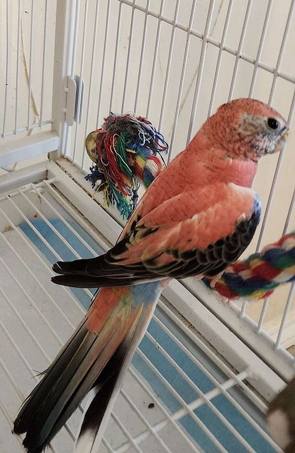 tame-bird-for-sale-in-rockwall-tx