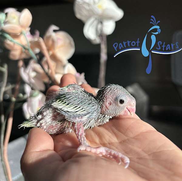 pacific-parrotlet-for-sale