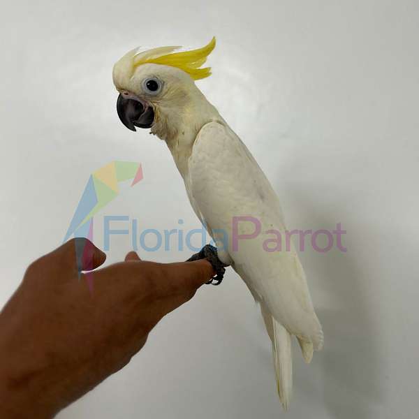 quiet-sulpher-crested-cockatoo-for-sale