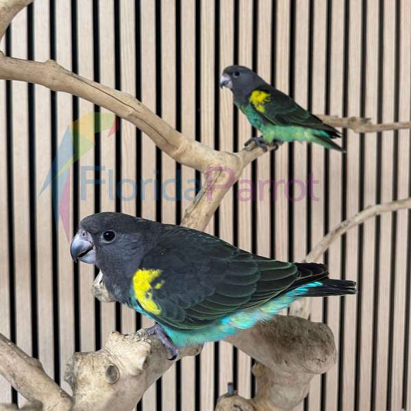 singing-meyers-poicephalus-parrots-for-sale