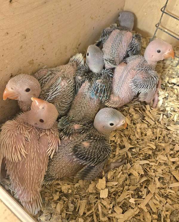 baby-bird-for-sale-in-terre-haute-in