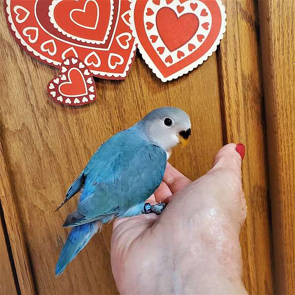 opaline-bird-for-sale-in-davenport-fl