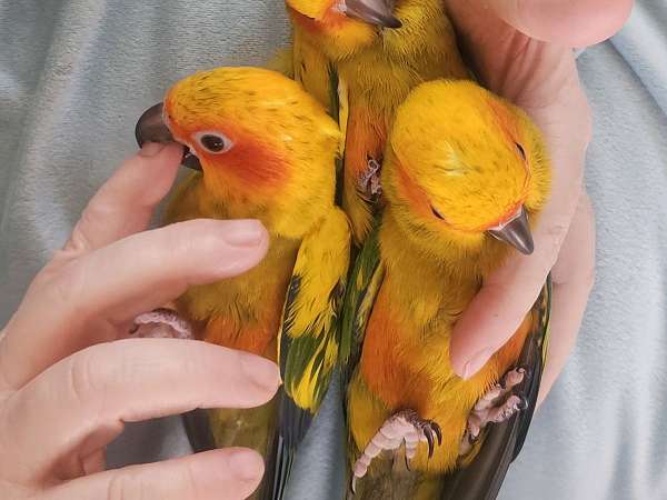 sun-conure-for-sale-in-minnesota