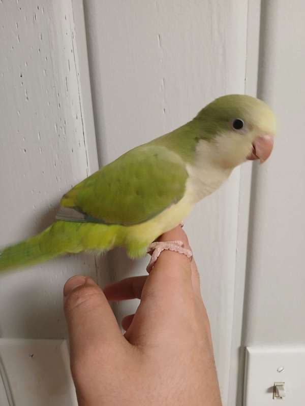 green-opaline-cute-handfed-bird-for-sale