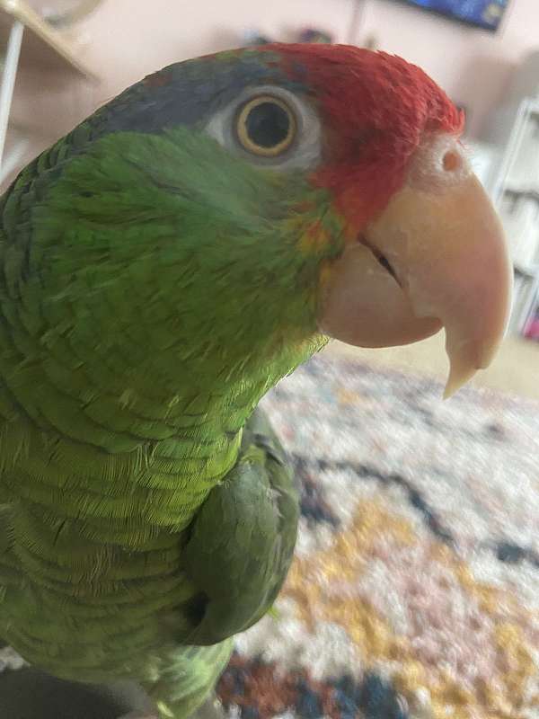 mexican-red-amazon-parrot-for-sale-in-jenks-ok