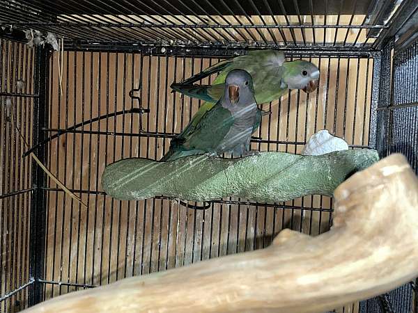 quaker-parrots-for-sale