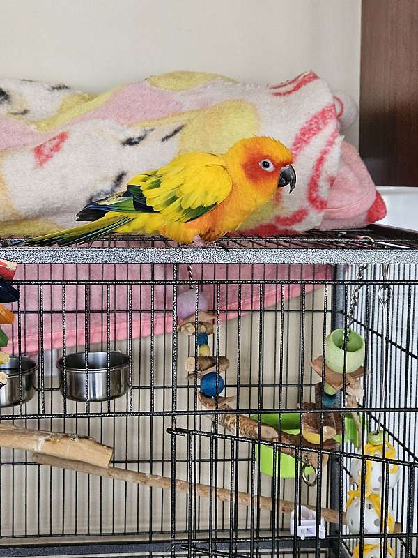 conure-for-sale-in-hilliard-oh