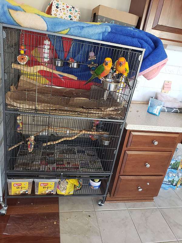 conure-for-sale-in-hilliard-oh