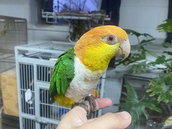 caique-for-sale-in-danville-va