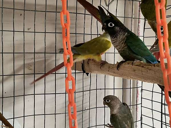 conure-for-sale