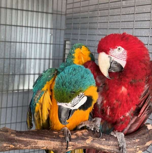 macaw-green-wing-macaw-for-sale-in-phoenix-az