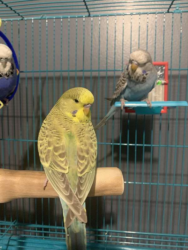 male-bird-for-sale-in-inkster-mi